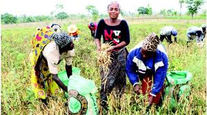 Women and youth empowerment through agriculture